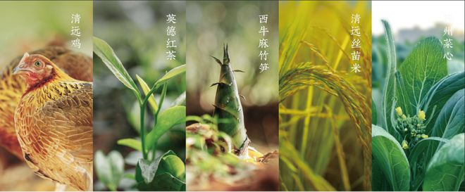 IM电竞：原来你是这样的清远！(图7)